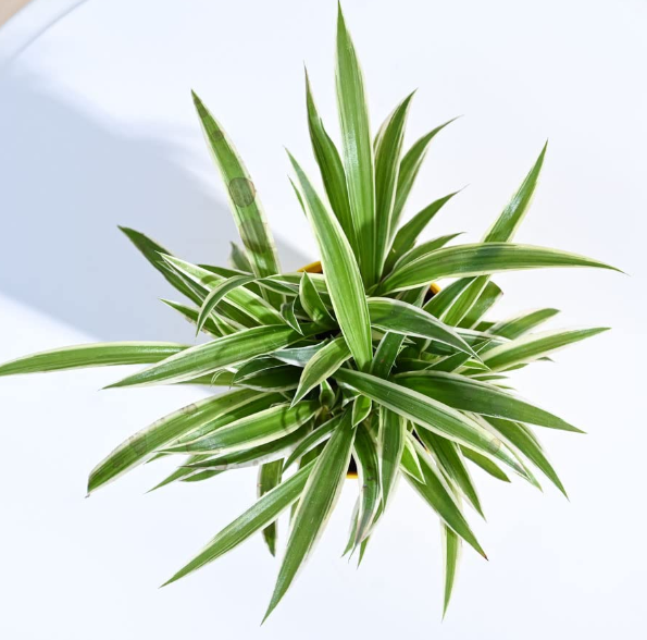 Spider plant