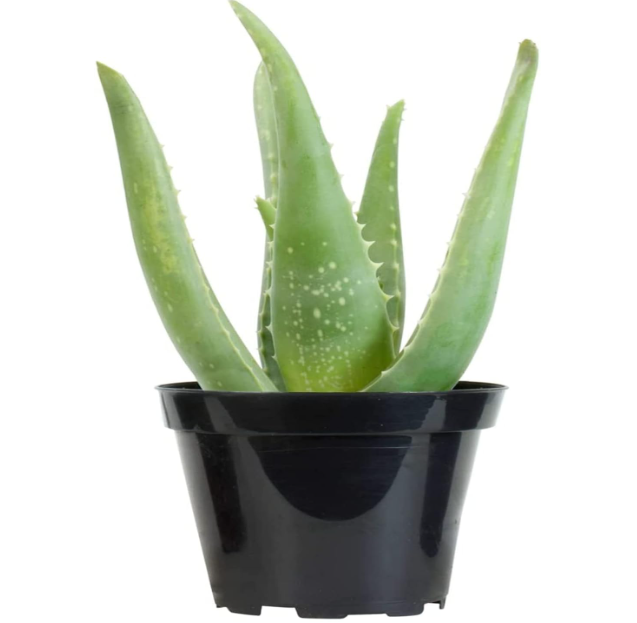 Aloe vera