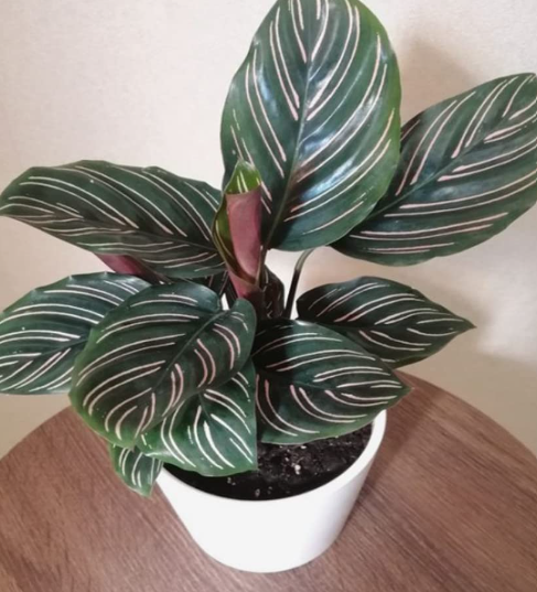 Calathea